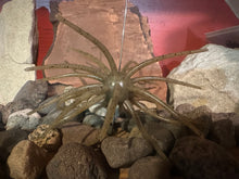 Load image into Gallery viewer, Urchin 20mm Super TPE Floating

